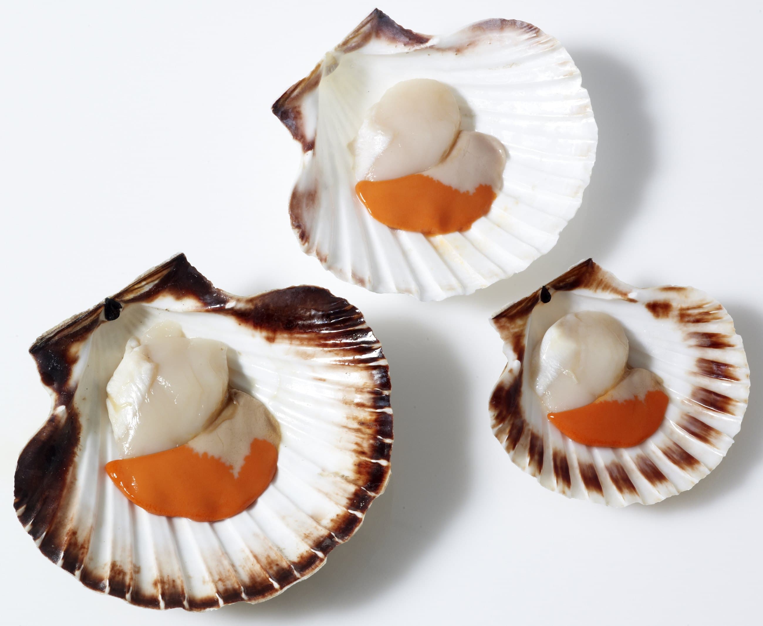 Vieira · Pecten maximus