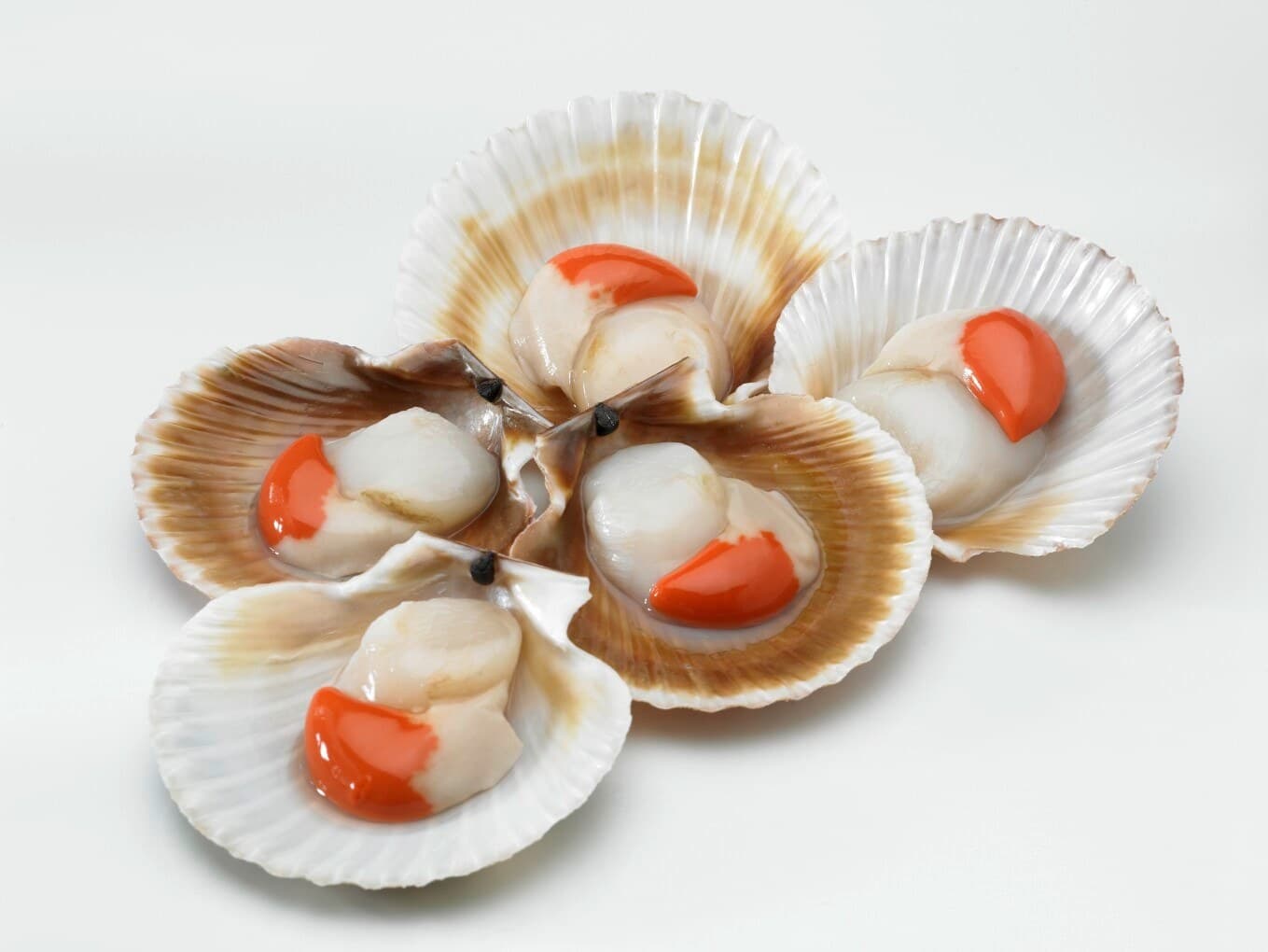 Volandeira · Aequipecten opercularis