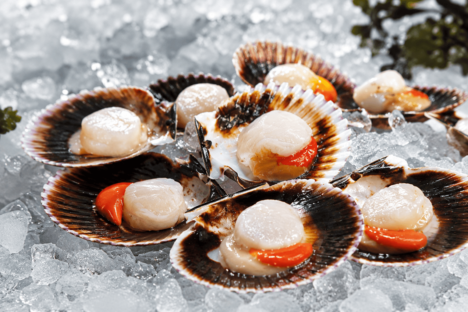 Volandeira · Aequipecten opercularis