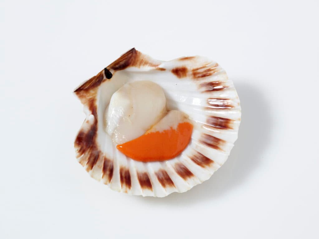Galician scallop in its shell